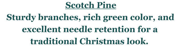 Scotch Pine Sturdy branches, rich green color, and excellent needle retention for a traditional Christmas look.